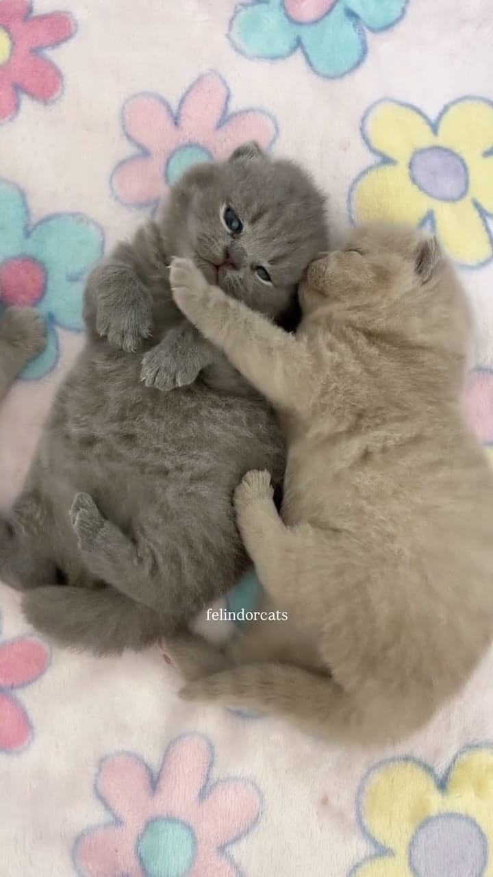 Post 2 by ✨Felindorcats✨ on Instagram (video)