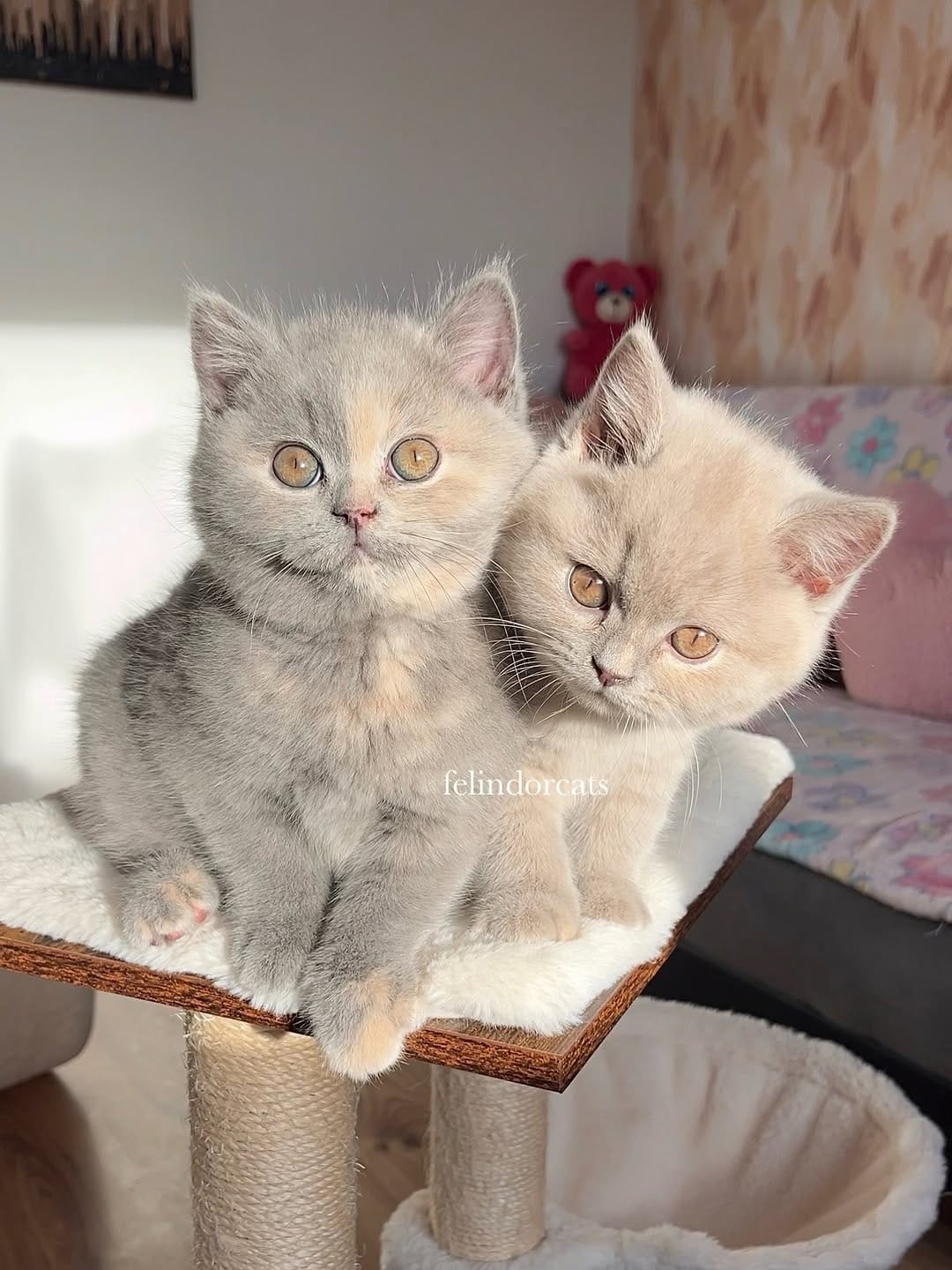 Post 6 by ✨Felindorcats✨ on Instagram (image)