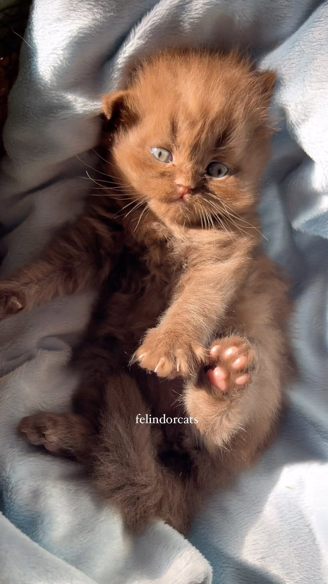 Post 8 by ✨Felindorcats✨ on Instagram (video)