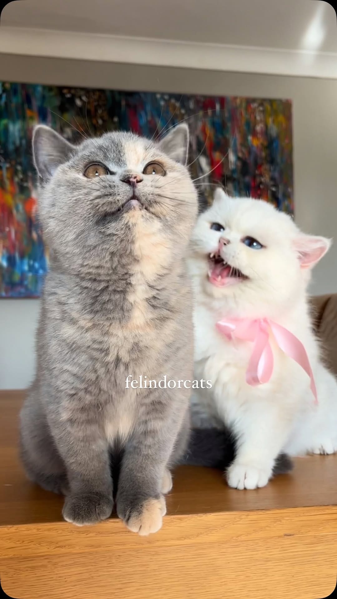Post 9 by ✨Felindorcats✨ on Instagram (video)