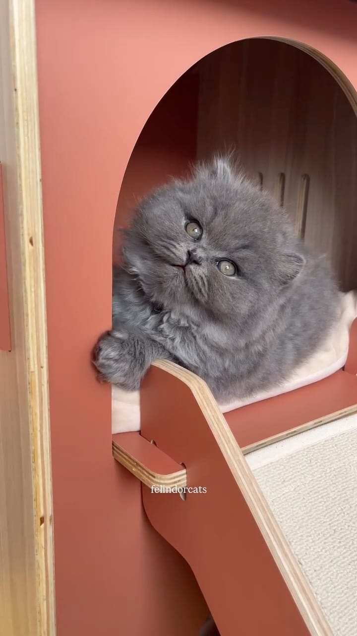 Post 3 by ✨Felindorcats✨ on Instagram (video)