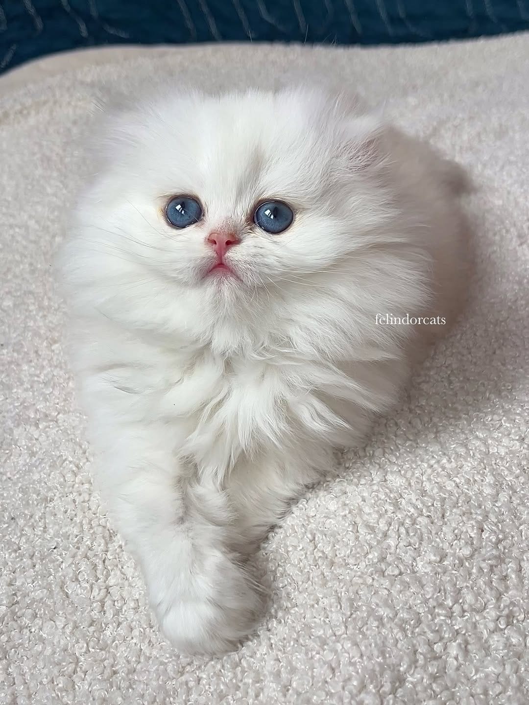 Post 5 by ✨Felindorcats✨ on Instagram (image)