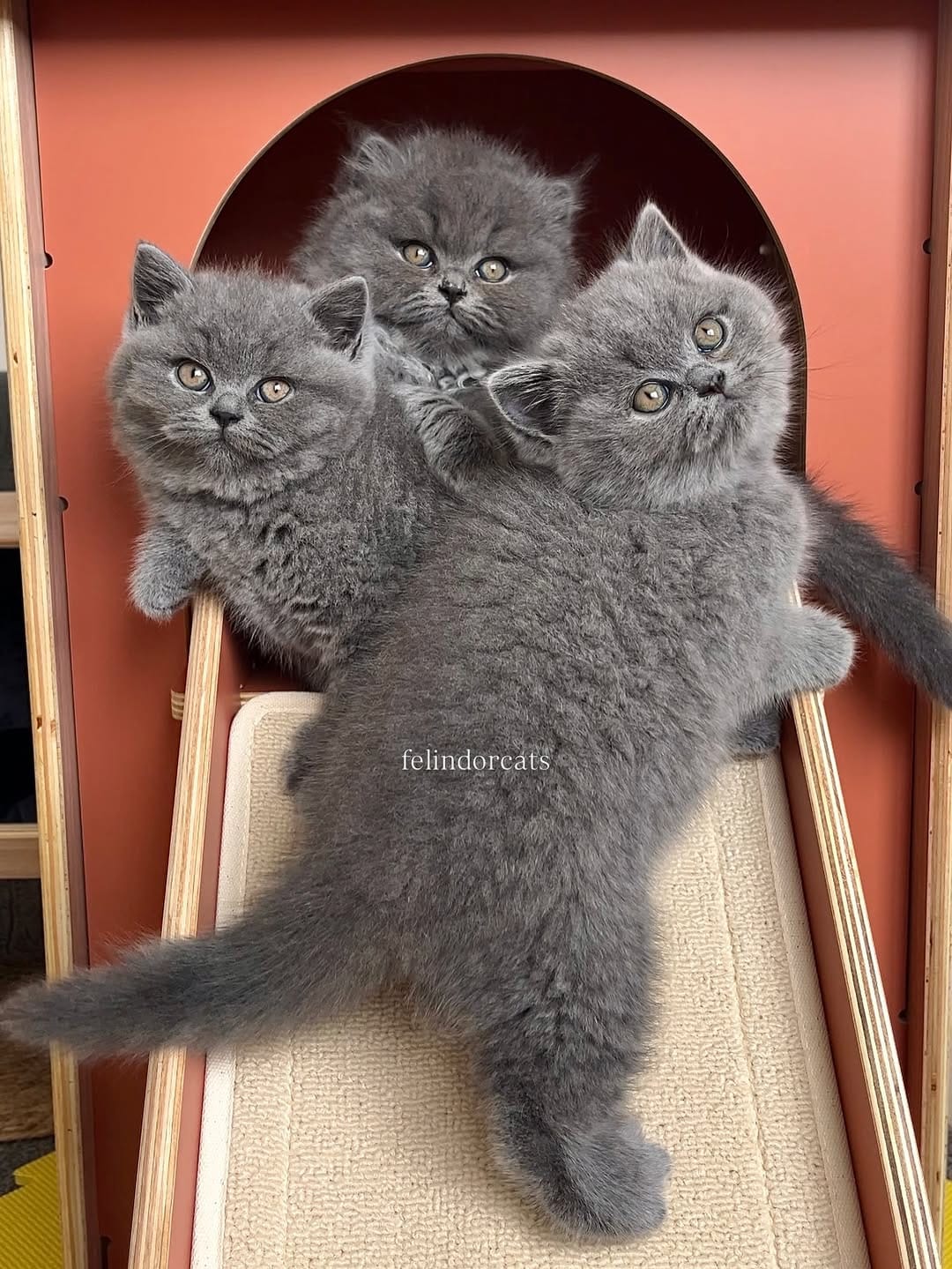 Post 4 by ✨Felindorcats✨ on Instagram (image)