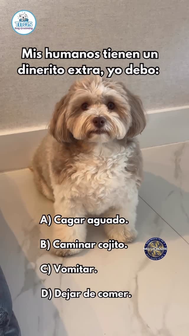Post 3 by Tito's Dog Grooming on Instagram (video)