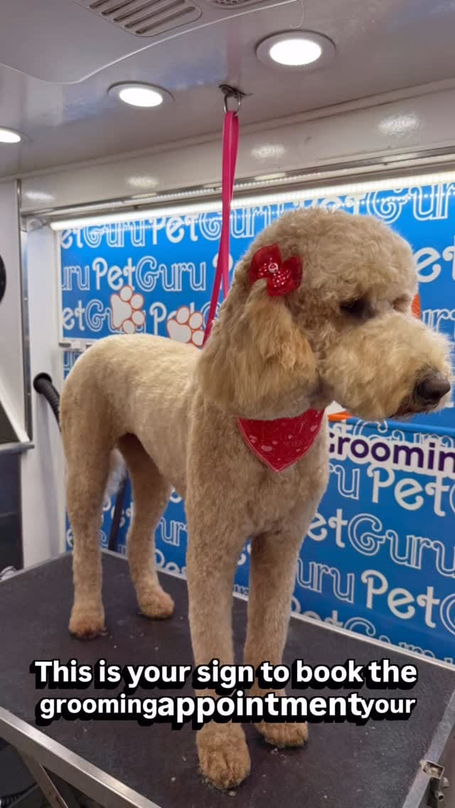 Post 4 by Tito's Dog Grooming on Instagram (video)