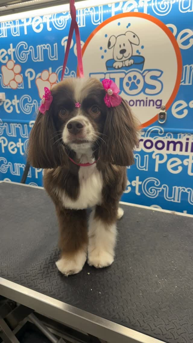 Post 1 by Tito's Dog Grooming on Instagram (video)