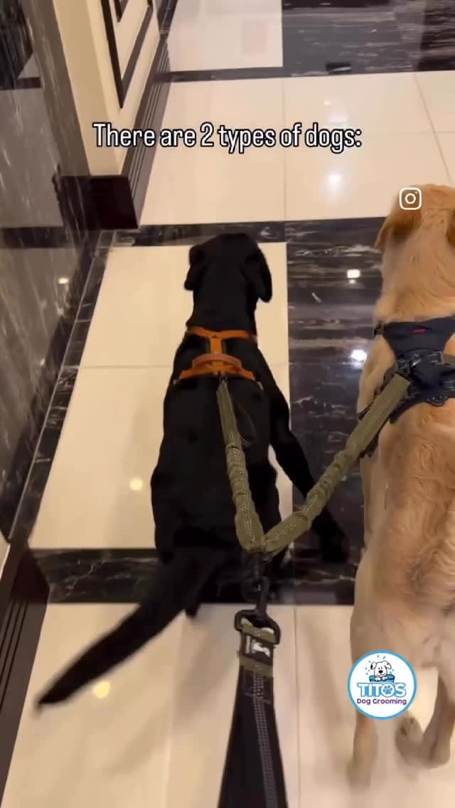 Post 7 by Tito's Dog Grooming on Instagram (video)