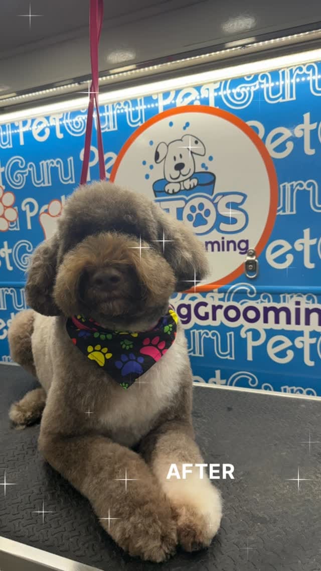 Post 6 by Tito's Dog Grooming on Instagram (video)