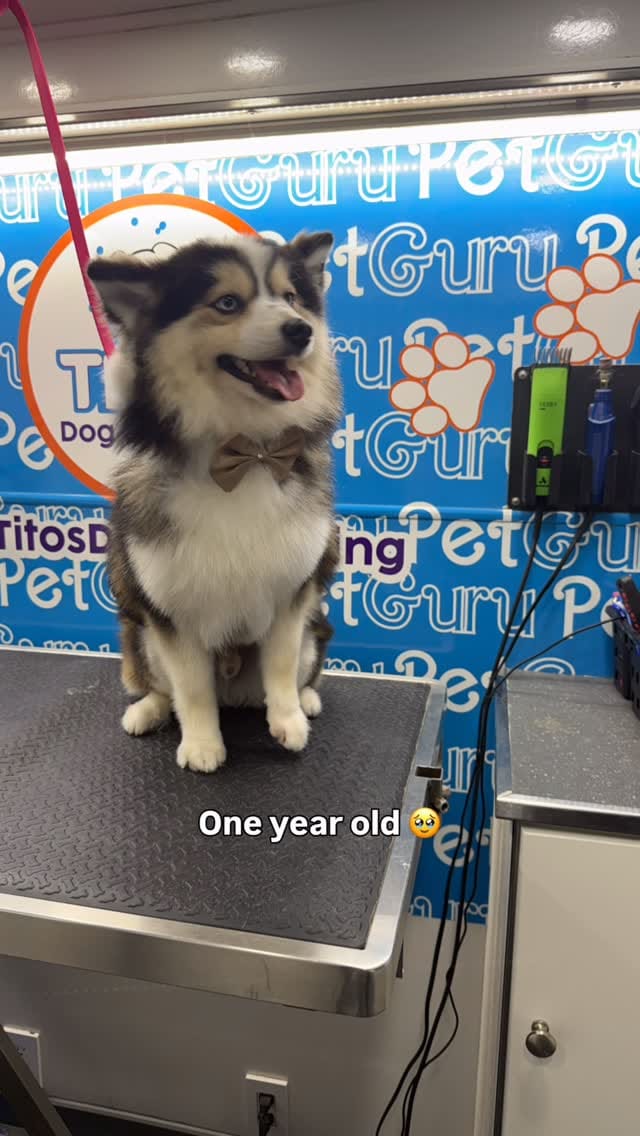 Post 5 by Tito's Dog Grooming on Instagram (video)