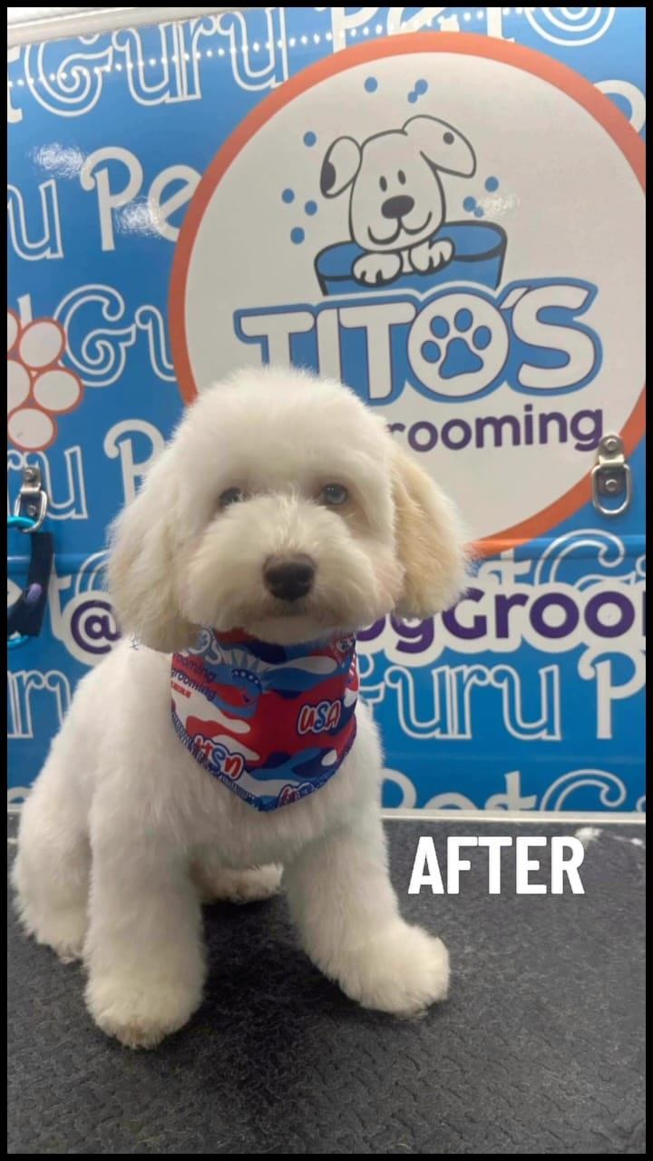 Post 8 by Tito's Dog Grooming on Instagram (video)