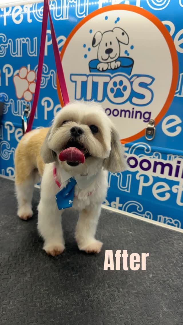 Post 2 by Tito's Dog Grooming on Instagram (video)