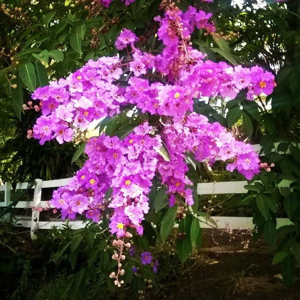 Post 9 by Hacienda Siesta Alegre on Instagram (image)