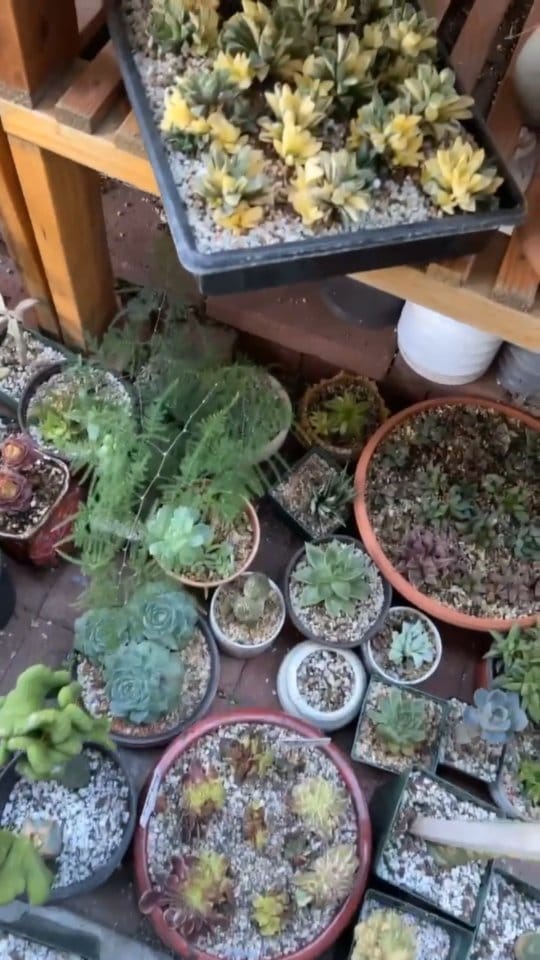 Post 10 by 🌵EastCoastSucculents on Instagram (video)