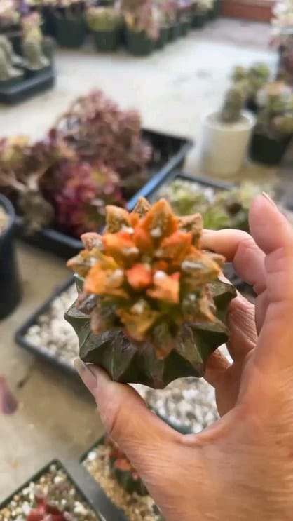 Post 1 by 🌵EastCoastSucculents on Instagram (video)