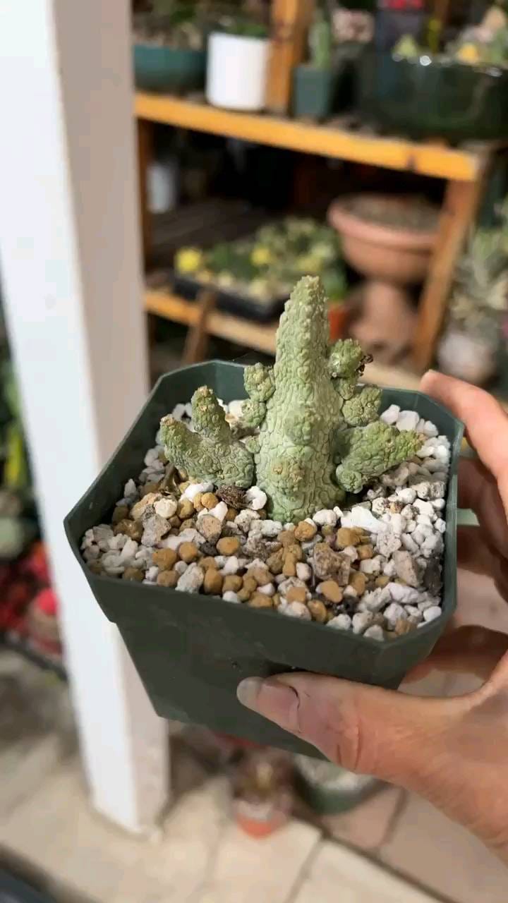 Post 8 by 🌵EastCoastSucculents on Instagram (video)