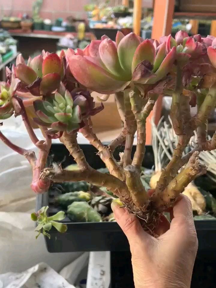 Post 6 by 🌵EastCoastSucculents on Instagram (video)