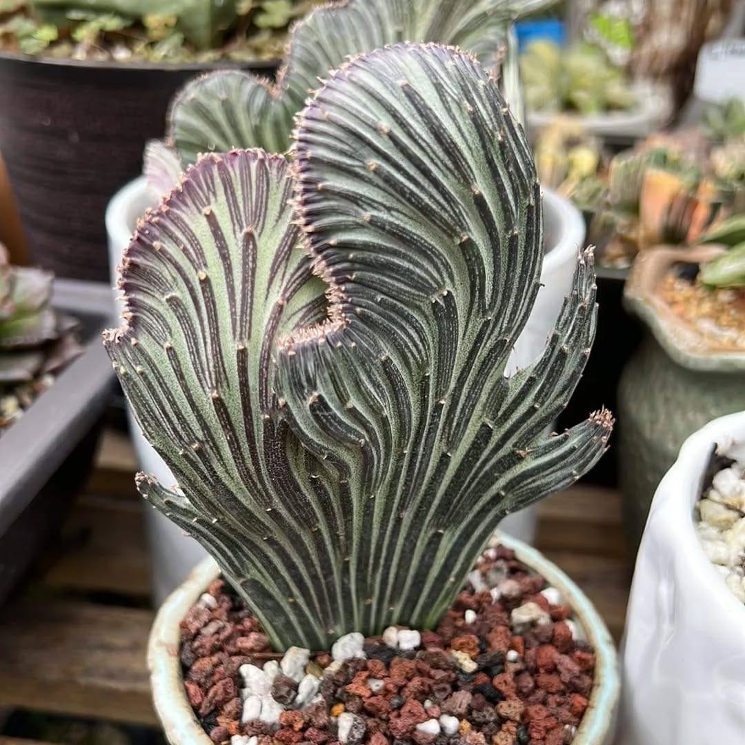 Post 3 by 🌵EastCoastSucculents on Instagram (image)