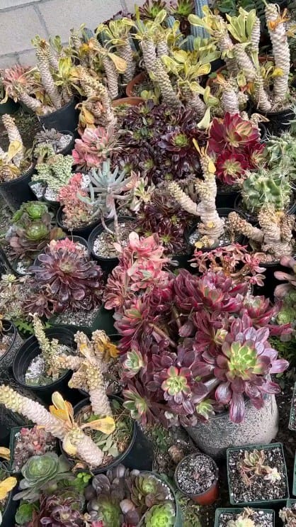 Post 2 by 🌵EastCoastSucculents on Instagram (video)