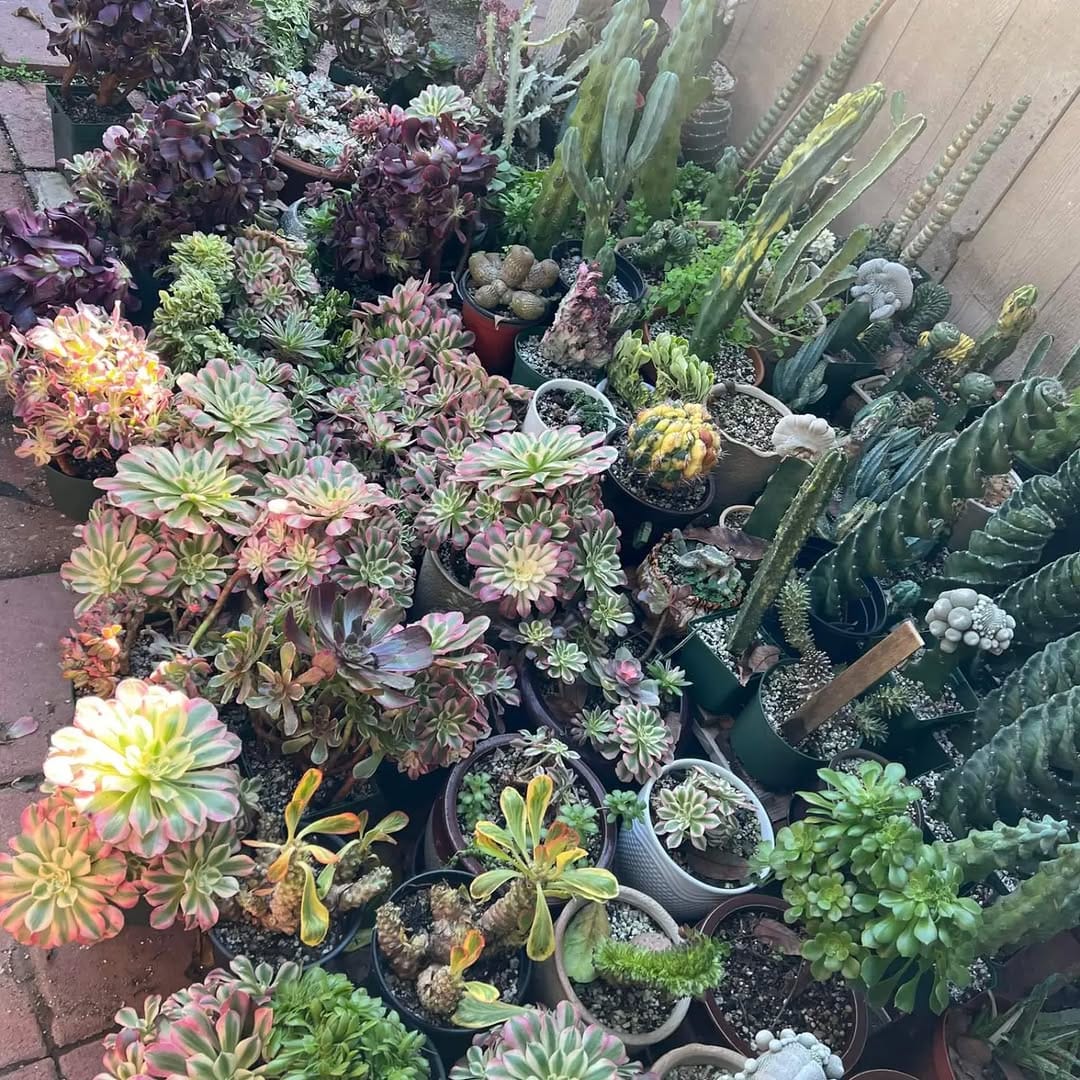 Post 4 by 🌵EastCoastSucculents on Instagram (image)