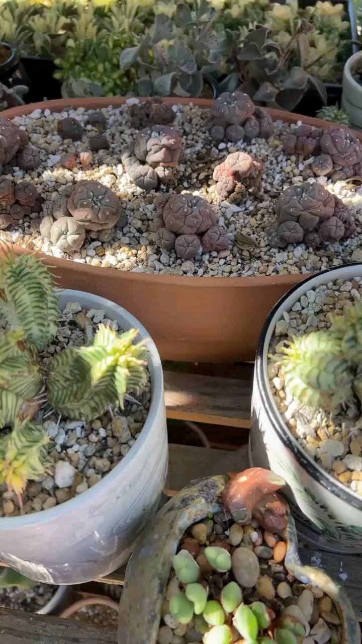 Post 9 by 🌵EastCoastSucculents on Instagram (video)
