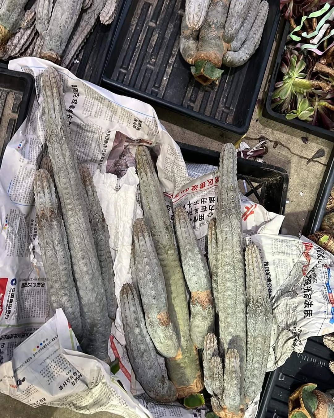 Post 5 by 🌵EastCoastSucculents on Instagram (image)