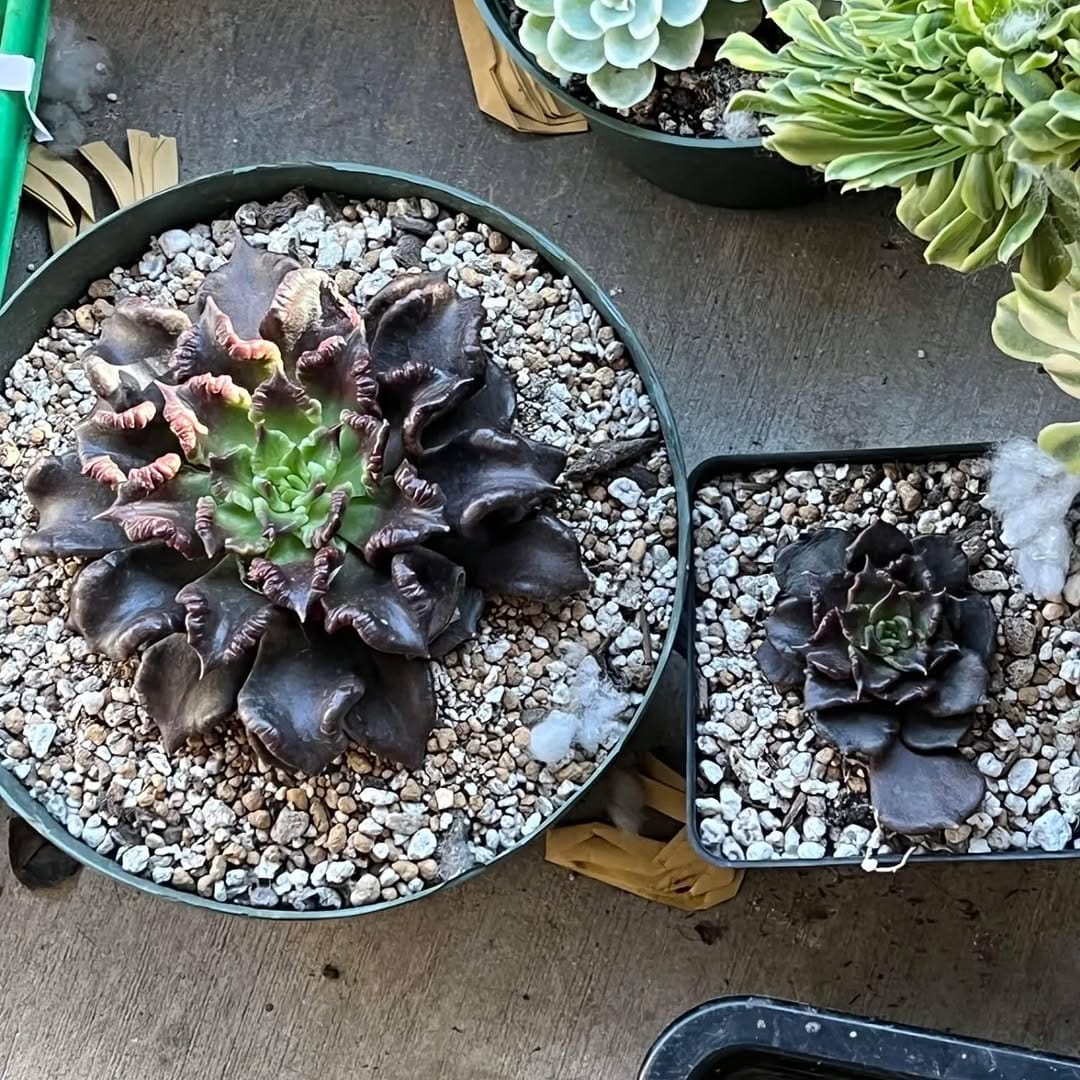 Post 7 by 🌵EastCoastSucculents on Instagram (image)