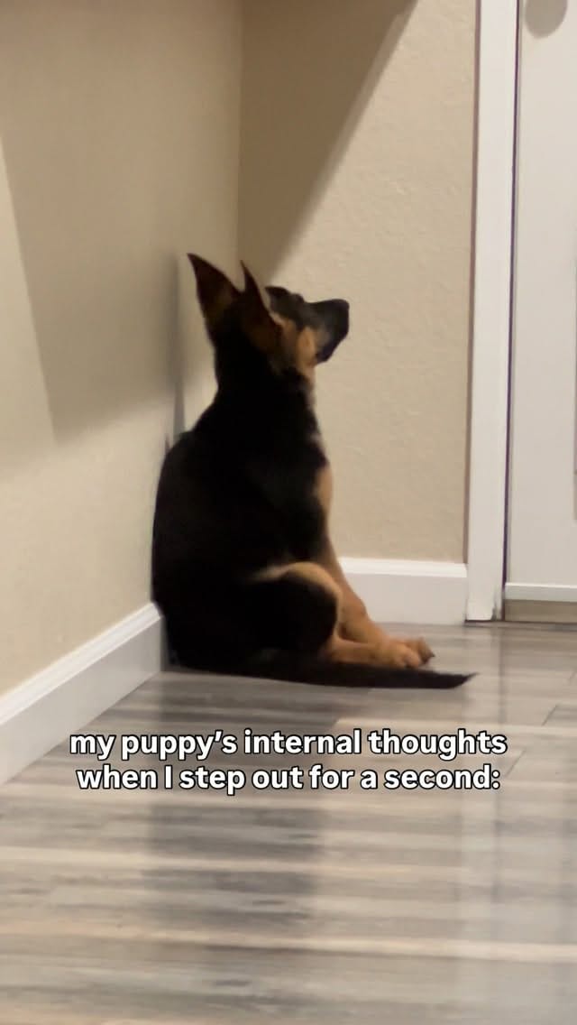 Post 3 by Luna ☾ | German Shepherd on Instagram (video)