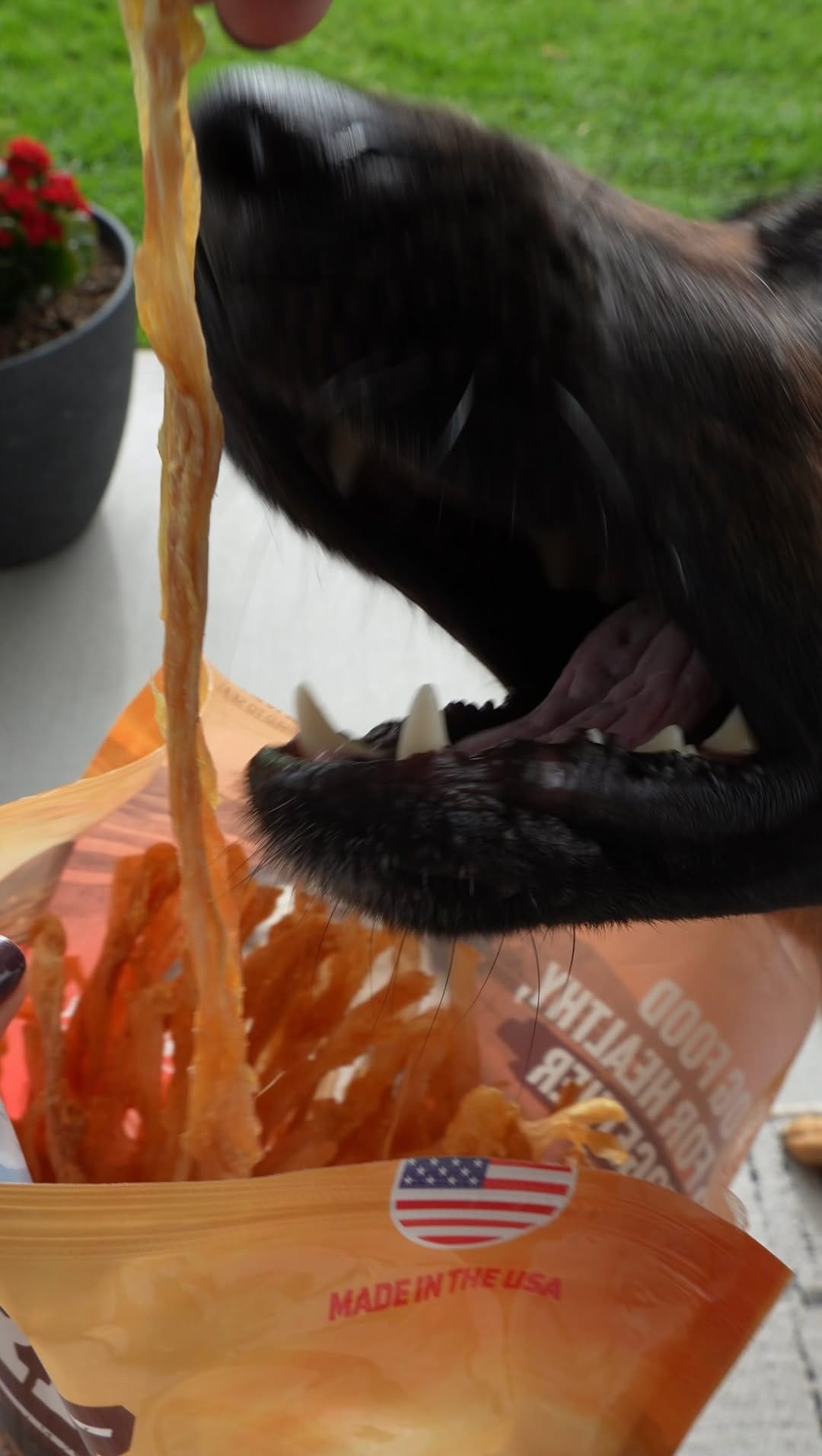 Post 1 by Luna ☾ | German Shepherd on Instagram (video)