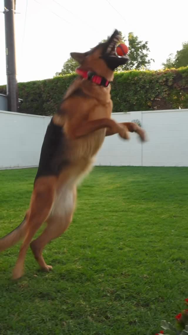 Post 8 by Luna ☾ | German Shepherd on Instagram (video)