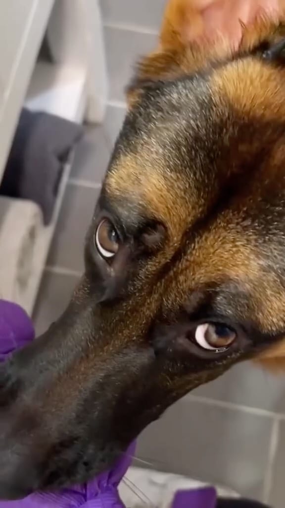 Post 6 by Luna ☾ | German Shepherd on Instagram (video)