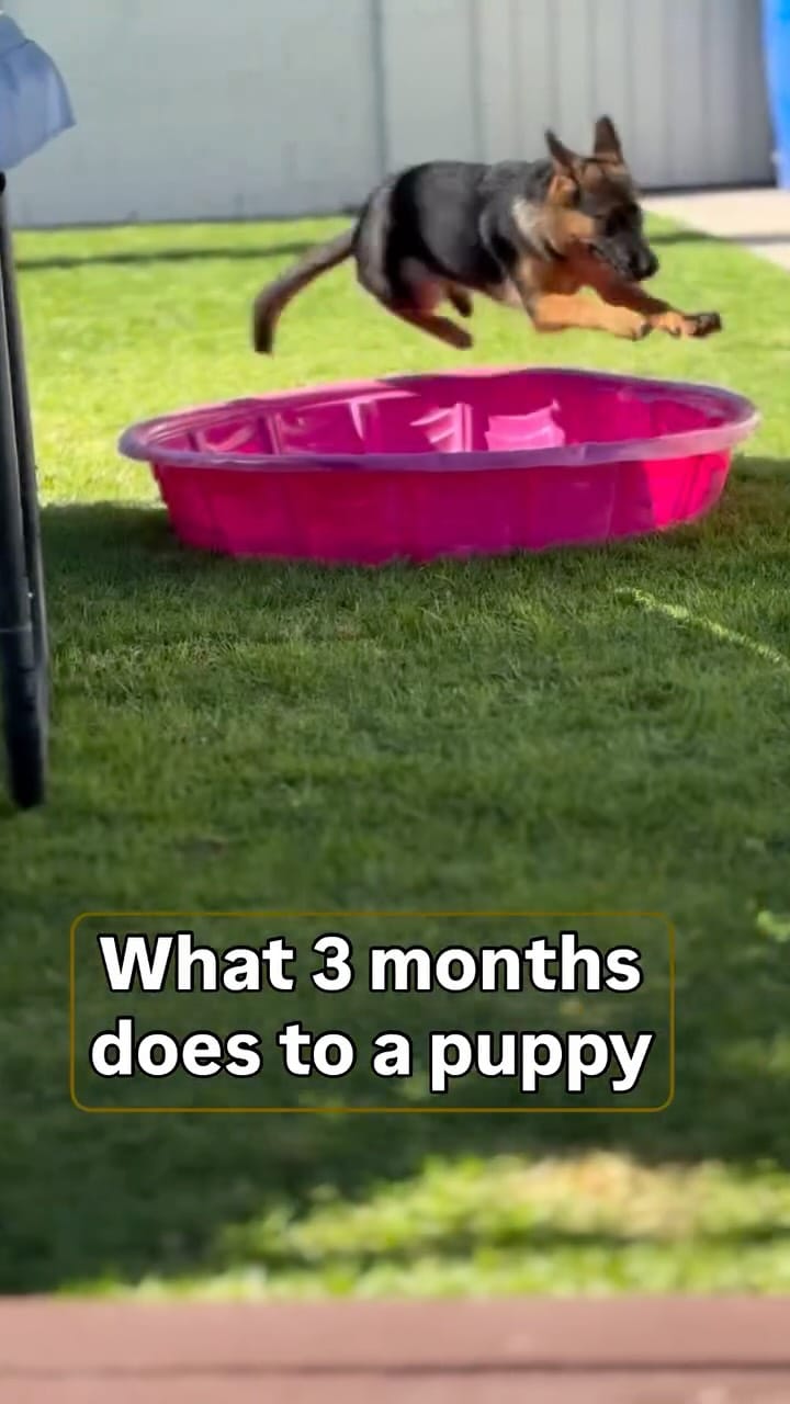 Post 5 by Luna ☾ | German Shepherd on Instagram (video)