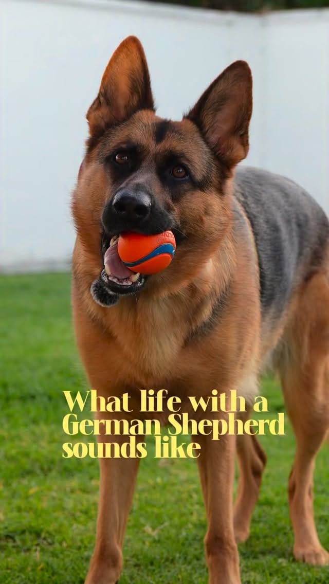 Post 2 by Luna ☾ | German Shepherd on Instagram (video)