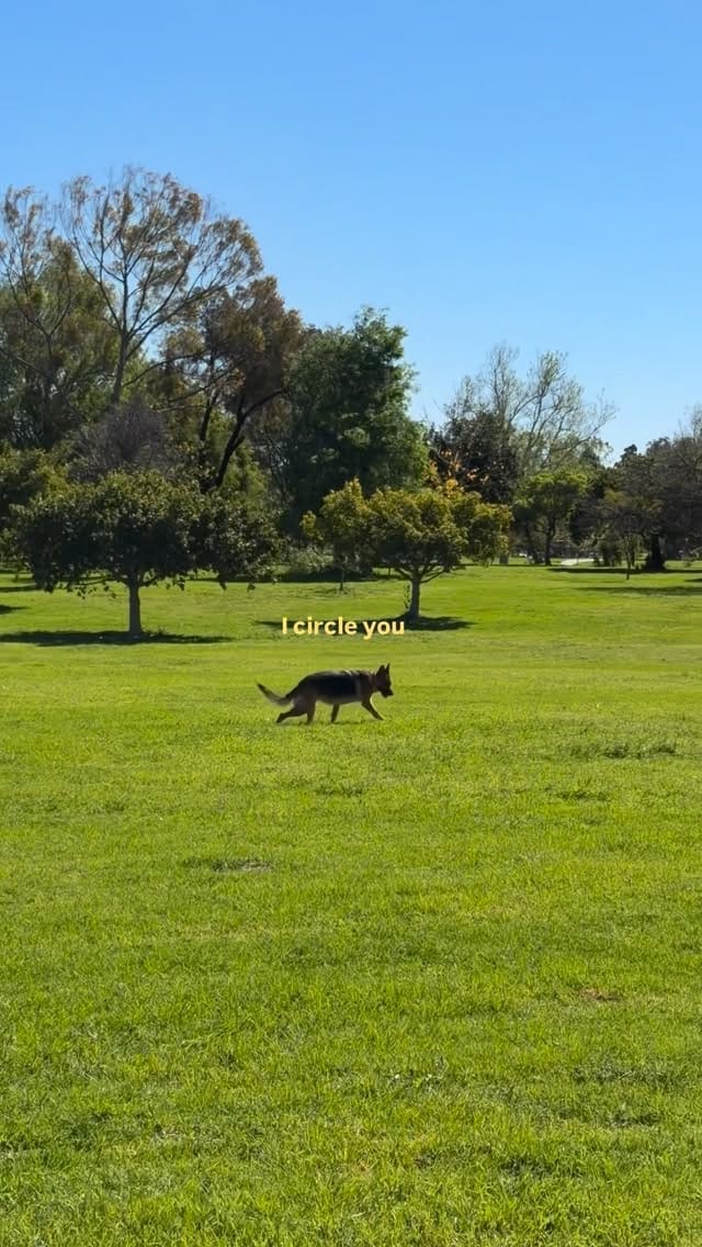 Post 7 by Luna ☾ | German Shepherd on Instagram (video)