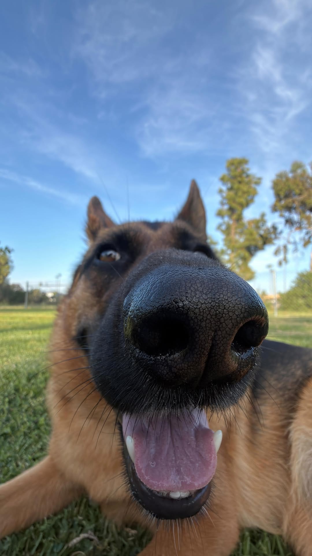 Post 10 by Luna ☾ | German Shepherd on Instagram (video)