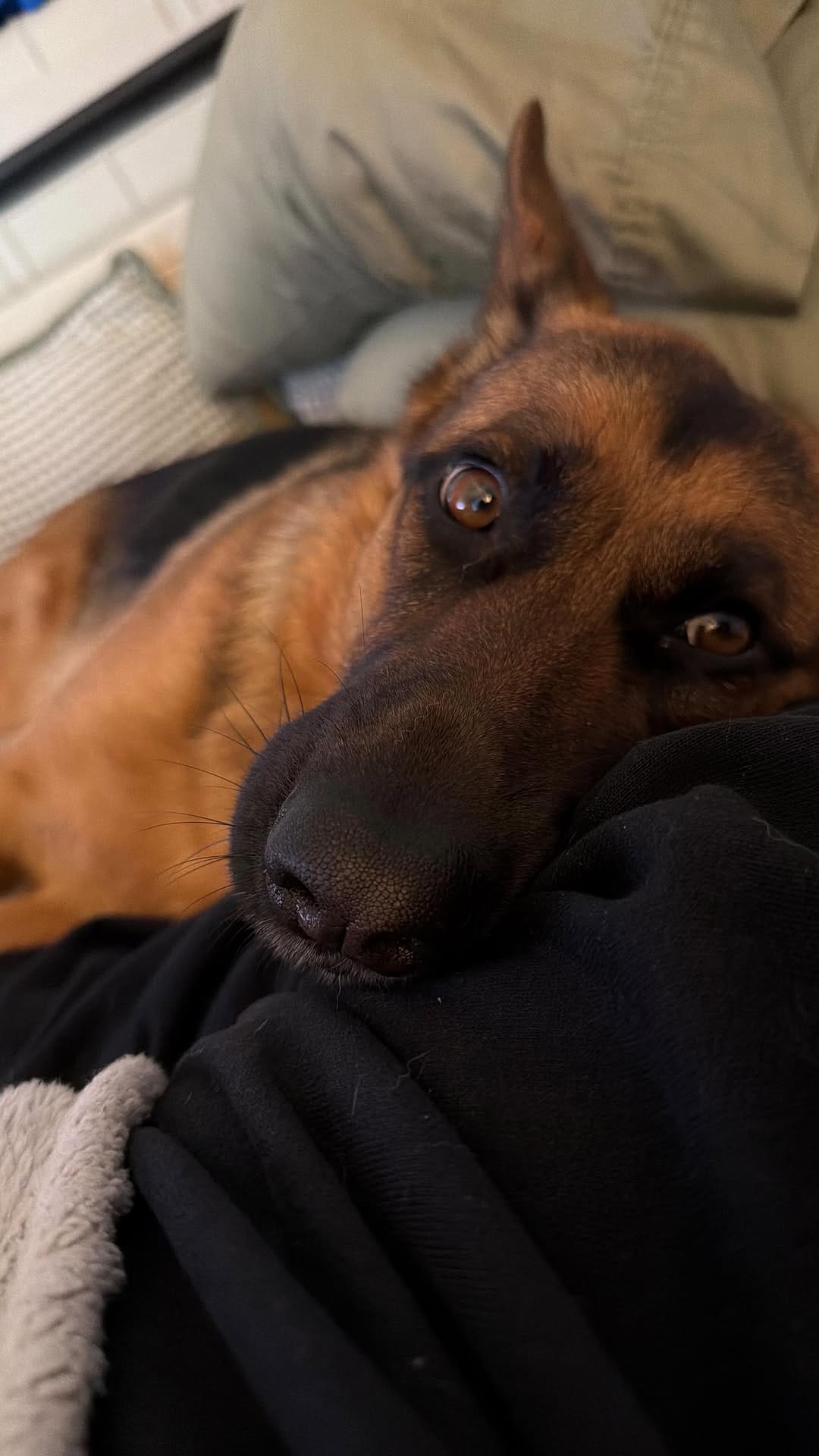 Post 9 by Luna ☾ | German Shepherd on Instagram (video)