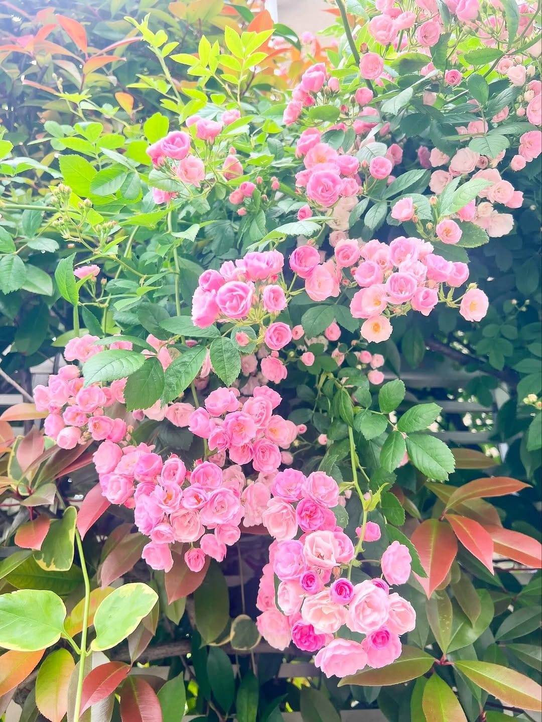 Post 5 by 🍉miu sakamoto🍉 on Instagram (carousel)