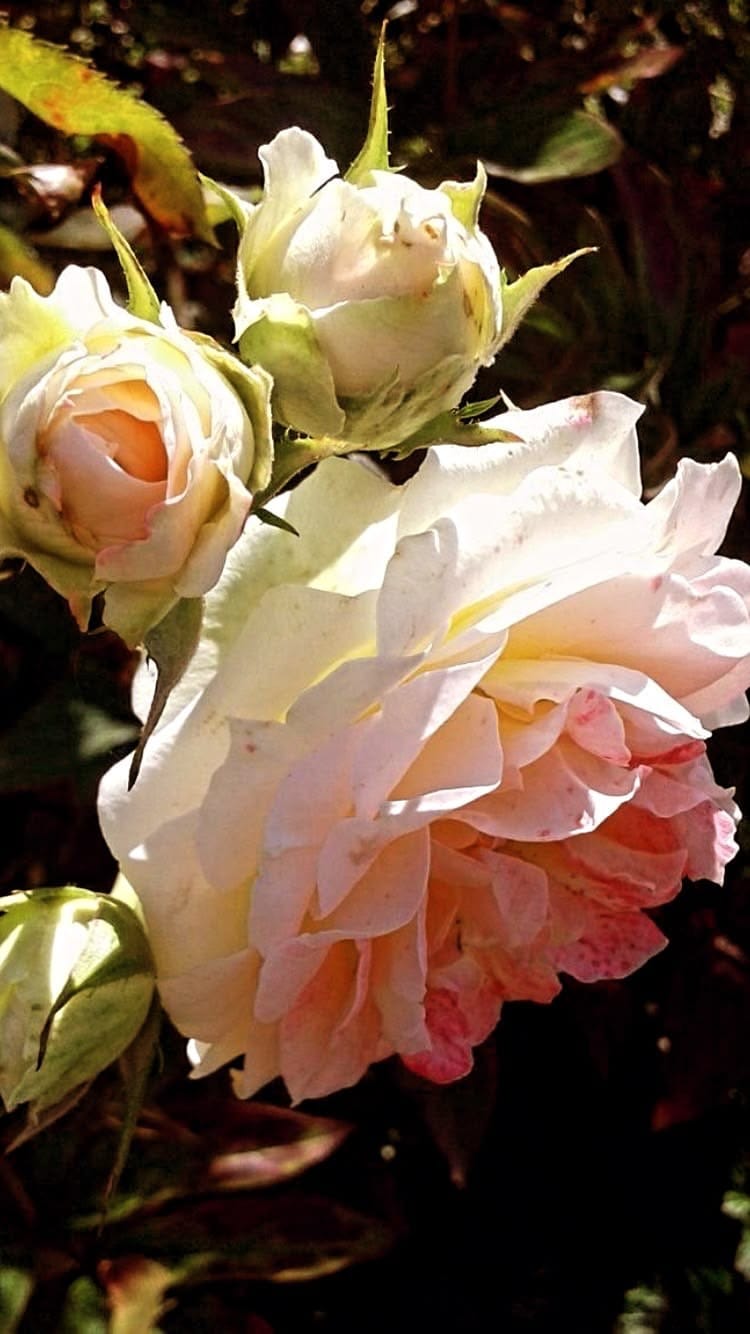 Post 5 by Deborah Levy Designs on Instagram (video)