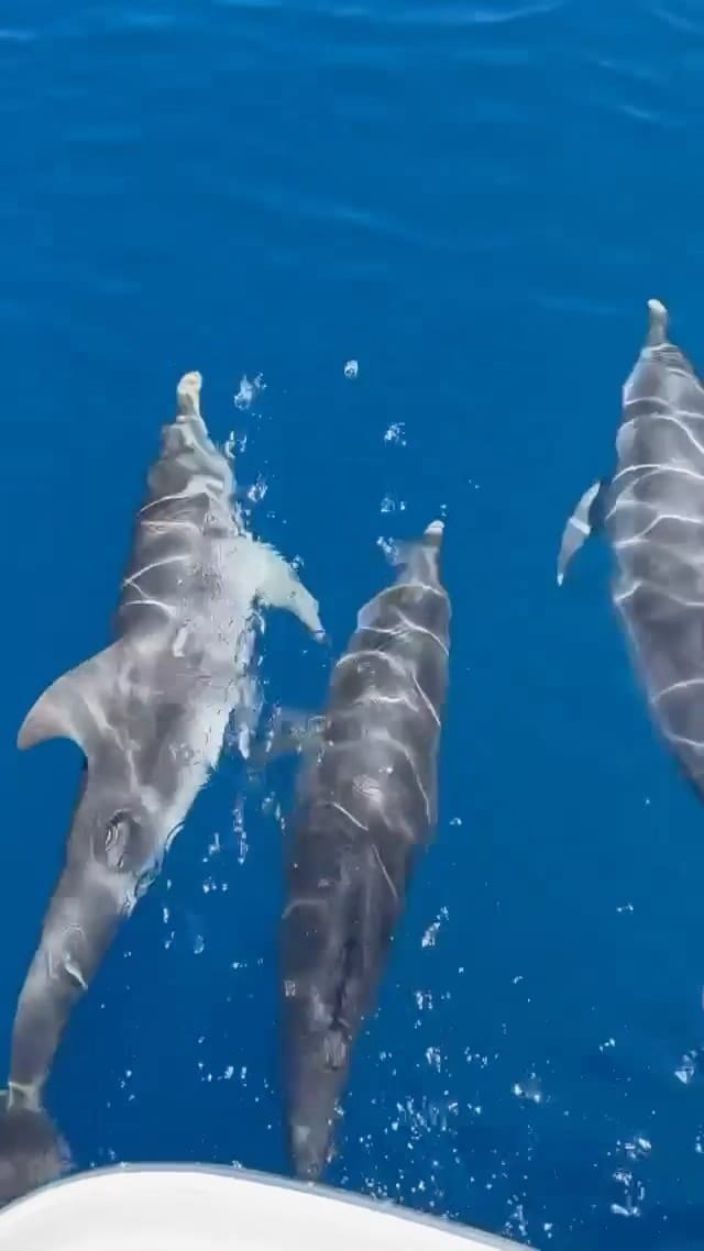 Post 10 by Welcome to Naples, Florida 🌴 on Instagram (video)