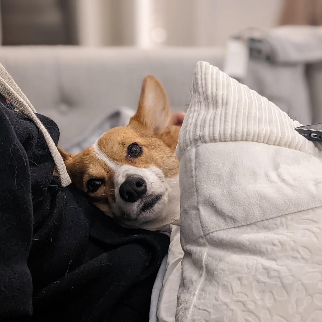 Post 1 by Mochi the Corgi on Instagram (image)
