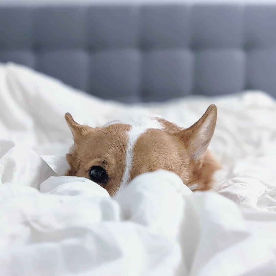 Post 5 by Mochi the Corgi on Instagram (image)