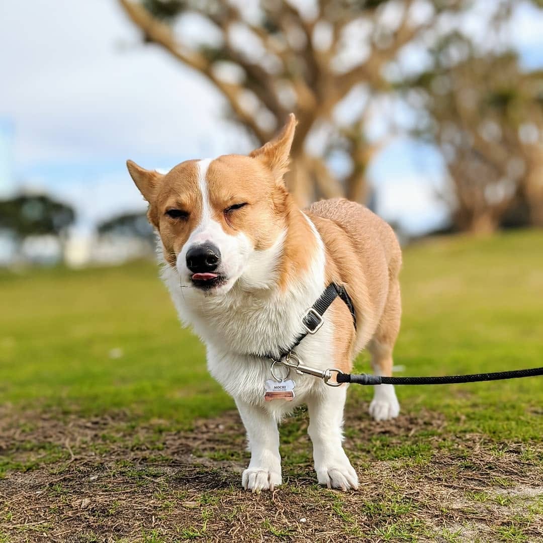 Post 9 by Mochi the Corgi on Instagram (image)