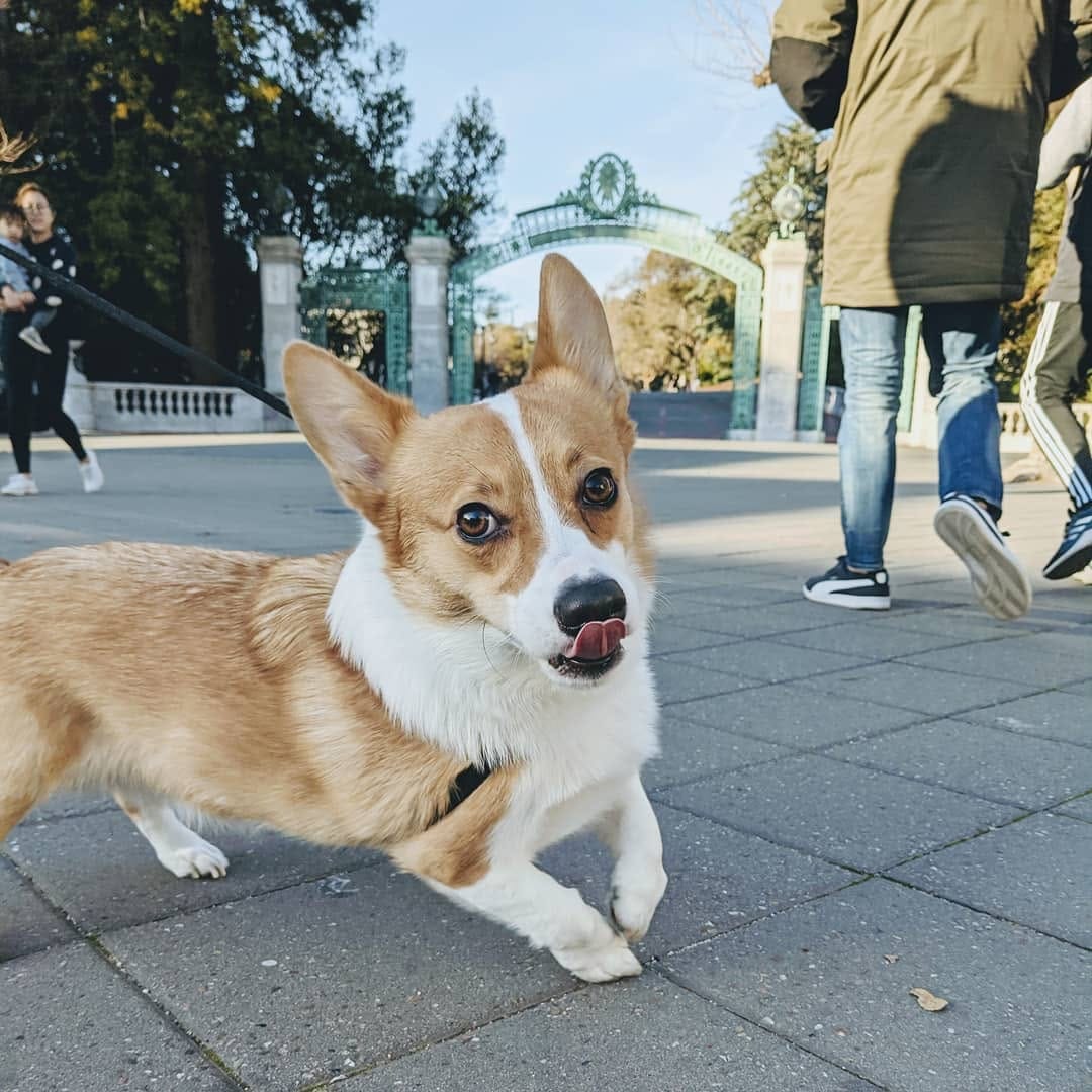 Post 10 by Mochi the Corgi on Instagram (image)