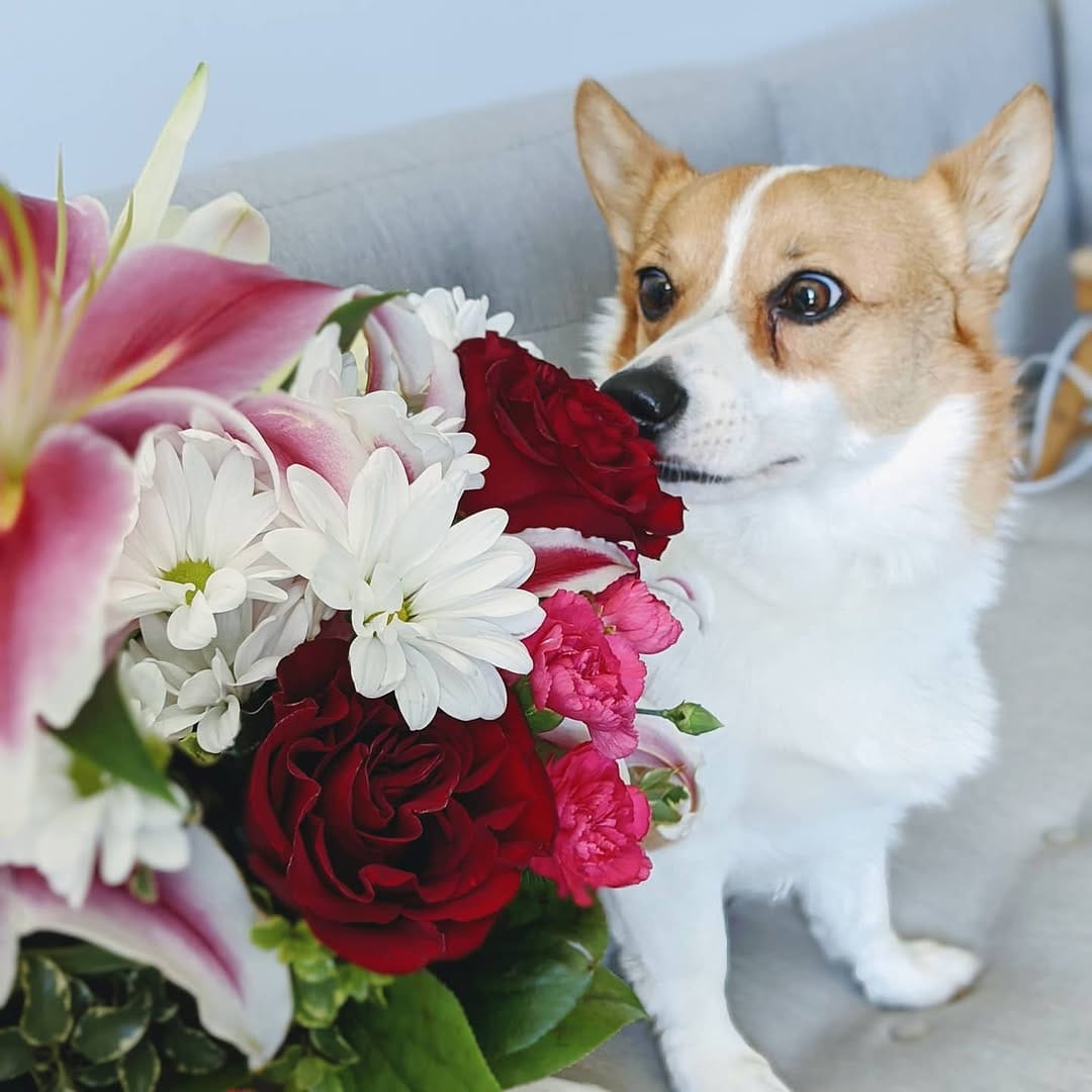 Post 6 by Mochi the Corgi on Instagram (image)