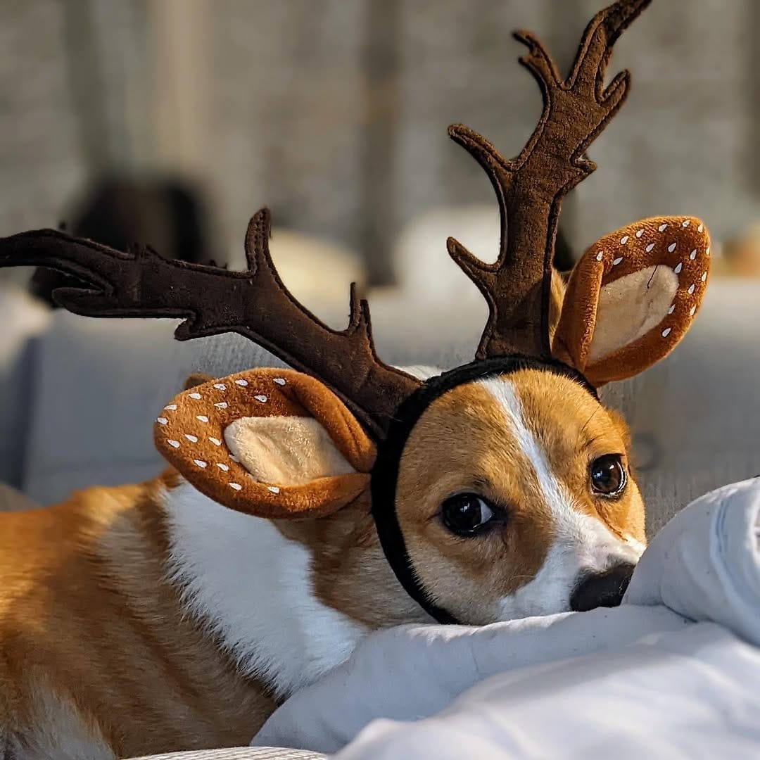 Post 4 by Mochi the Corgi on Instagram (image)