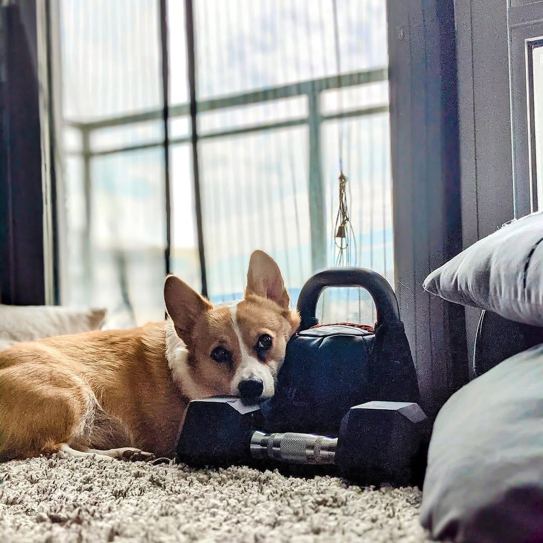Post 2 by Mochi the Corgi on Instagram (image)