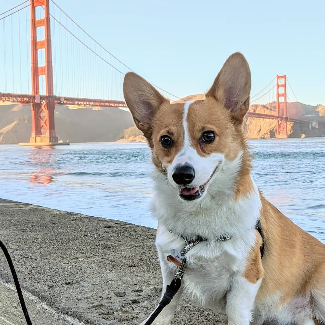 Post 8 by Mochi the Corgi on Instagram (image)