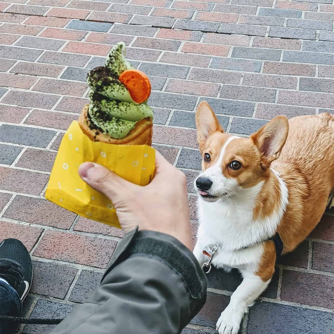 Post 7 by Mochi the Corgi on Instagram (image)