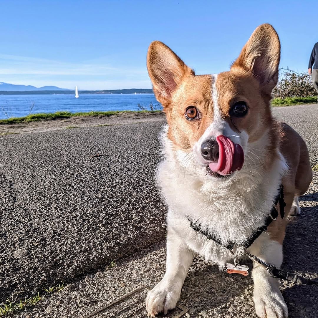 Post 3 by Mochi the Corgi on Instagram (image)