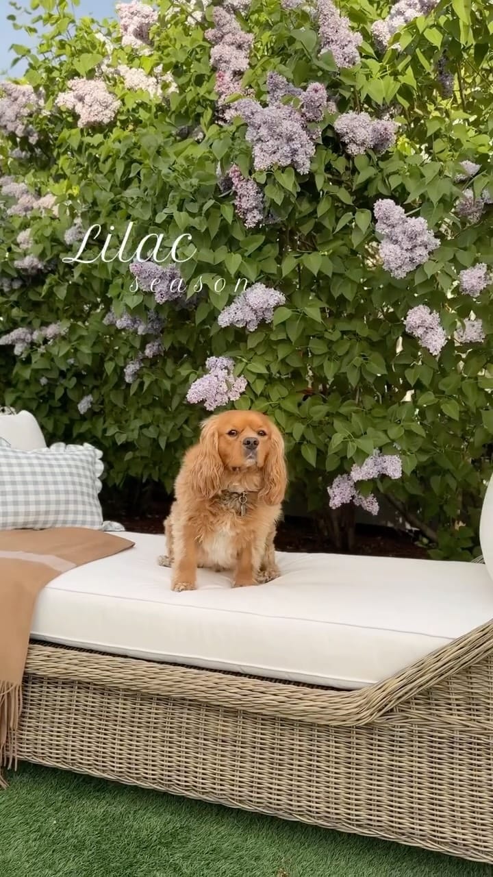 Post 3 by Lauren Oviatt | Interior Designer on Instagram (video)