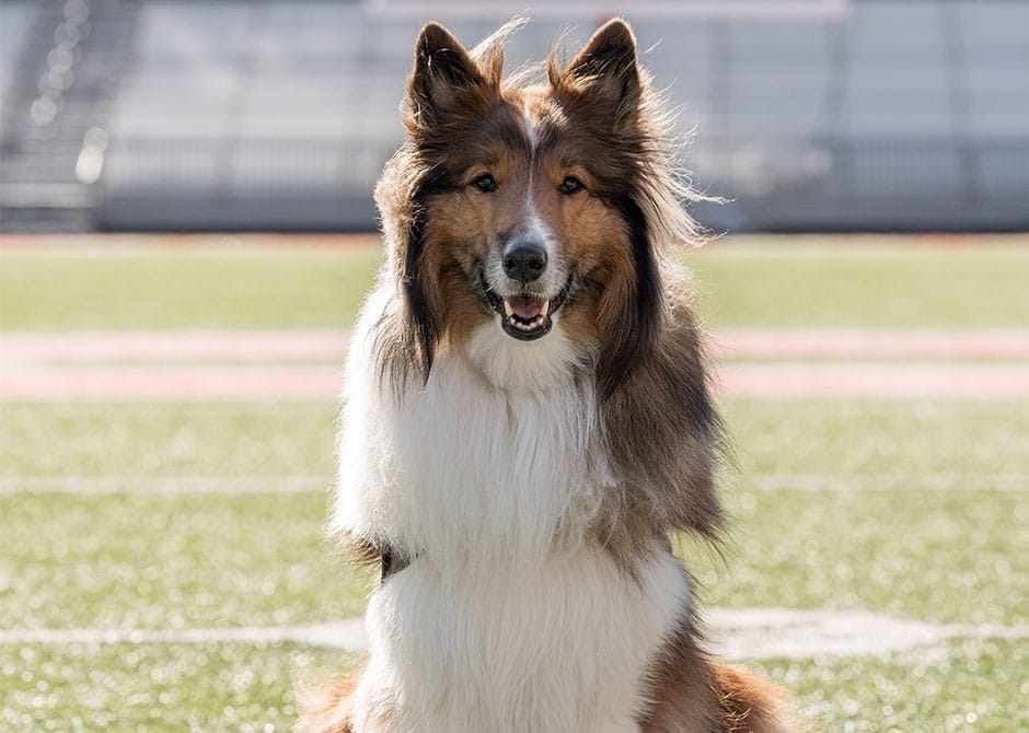 Post 2 by BuckeyePaws™️ on Instagram (image)